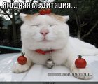 https://lolkot.ru/2011/04/17/yagodnaya-meditatsiya/