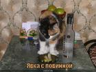 https://lolkot.ru/2011/05/02/yavka-s-povinnoy/
