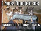 https://lolkot.ru/2012/07/09/ye-moye-prosil-zhe-nizhnyuyu-polku-brat/