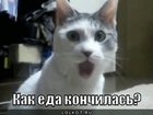 https://lolkot.ru/2011/04/14/yeda-konchilas/