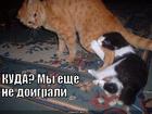 https://lolkot.ru/2012/02/14/yeschyo-ne-doigrali/