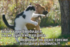 https://lolkot.ru/2012/04/02/yesli-kto-obidel/