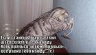 https://lolkot.ru/2011/04/11/yesli-stanesh-ty-rozetkoy/