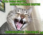 https://lolkot.ru/2012/11/20/yest-takaya-partiya/
