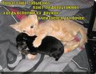 https://lolkot.ru/2012/01/25/zabyvayut/