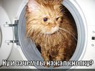 https://lolkot.ru/2011/01/31/zachem-nazhal-knopku/