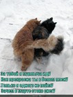https://lolkot.ru/2010/09/29/zachem-stoko-snegu/