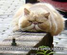 https://lolkot.ru/2011/06/06/zachem-zavtra/
