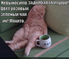 https://lolkot.ru/2013/09/16/zadolbal-glamur/
