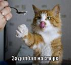 https://lolkot.ru/2010/09/11/zadolbal-nasmork/