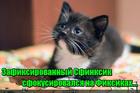 https://lolkot.ru/2016/01/07/zafokusirovalsya/