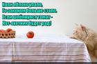 https://lolkot.ru/2015/11/27/zakon-tomata/