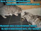 https://lolkot.ru/2016/05/27/zapros-na-kryshevaniye/