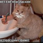 https://lolkot.ru/2010/08/29/zarosshiy-sfinks/