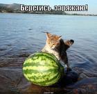 https://lolkot.ru/2010/06/13/zaryazhayu/