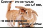 https://lolkot.ru/2010/08/05/zaschita-ot-dozhdya/