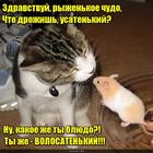 https://lolkot.ru/2016/03/14/zaschitnaya-volosatost/