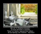 https://lolkot.ru/2017/07/11/zasluzhennyy-martanovets/