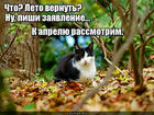 https://lolkot.ru/2016/09/30/zayavka-na-leto/