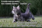 https://lolkot.ru/2012/07/19/zayka/