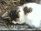 https://lolkot.ru/2011/04/11/zhdu-strely/