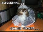 https://lolkot.ru/2010/10/09/zhenih-sbezhal/