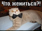 https://lolkot.ru/2015/04/21/zhenishok-2/