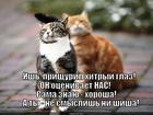 https://lolkot.ru/2014/12/15/zhenschina-na-million/