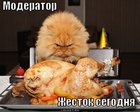 https://lolkot.ru/2011/09/09/zhestok-segodnya/