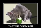https://lolkot.ru/2012/01/16/zhestokaya-realnost/