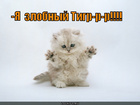 https://lolkot.ru/2011/09/26/zlobnyy-tigr/