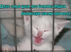 https://lolkot.ru/2010/09/28/zlyye-urki/