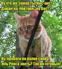 https://lolkot.ru/2016/02/08/zovite-reksa/