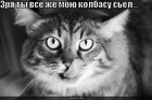 https://lolkot.ru/2010/09/12/zrya-sel/