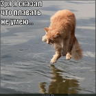 https://lolkot.ru/2012/10/09/zrya-3/