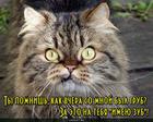 https://lolkot.ru/2015/10/25/zubastyy-negativ/