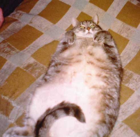 Фотография из альбома Толстый Кот