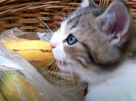 Можно ли кошкам есть бананы? | Лолкот.Ру