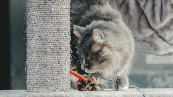 Что делать, если котенок не ест?