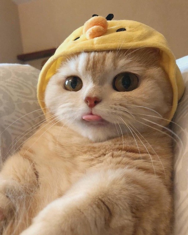 Фотография из альбома cat39617