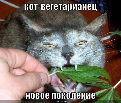 кот-вегетарианец