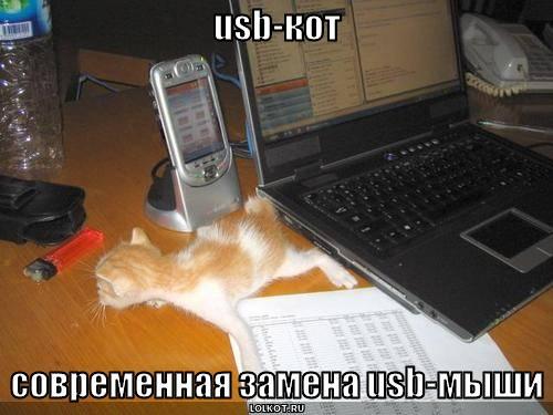 usb-кот