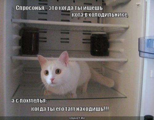 кот в холодильнике