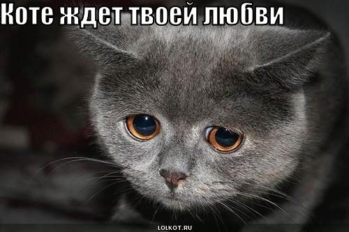 коте ждет любви
