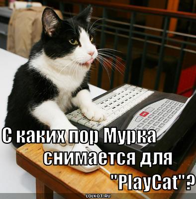 playcat