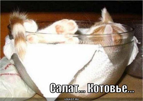 салат котовье