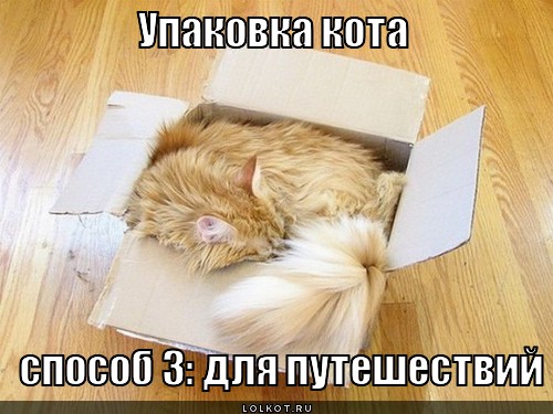 упаковка кота: для путешествий
