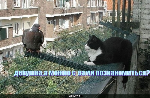 девушка