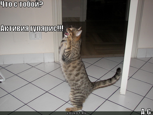 активия гулярис