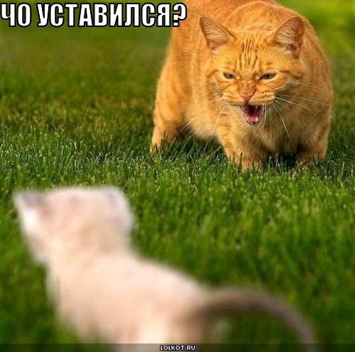чо уставился?